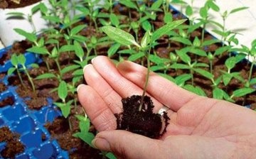 A talaj előkészítése a magok ültetésére