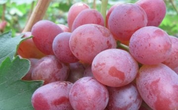 A korán érő szőlő népszerű fajtái