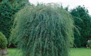 What types of willow can be used to make a hedge
