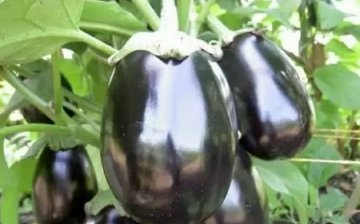 Eggplant care