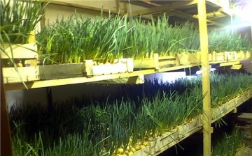 Hagyma termesztése egy üvegházban
