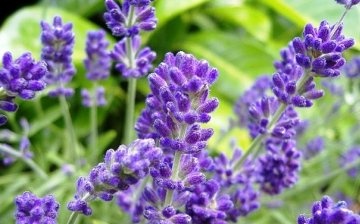Characteristics of lavender