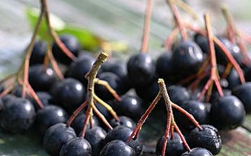 زراعة وزراعة chokeberry