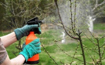 How to protect fruit trees from disease and insects