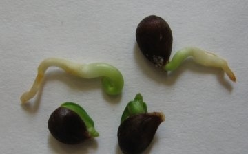 Growing germinated seeds