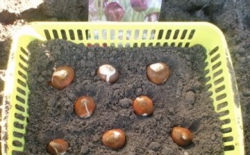 Planting tulips at home