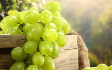 Koje je stvarno ukusno grožđe?