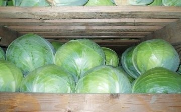 Storing cabbage in a cellar