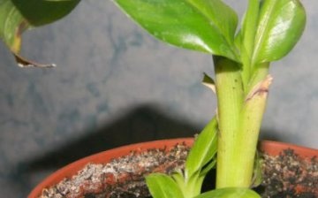 Features of growing a plant from seeds