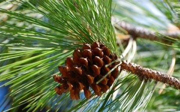 Growing pine from a branch