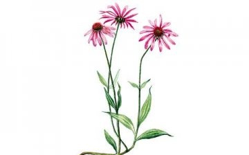 Description of the plant