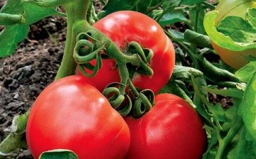 إنتاجية الطماطم في الدفيئة