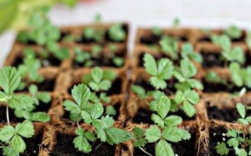 Příprava semen a půdy pro výsadbu