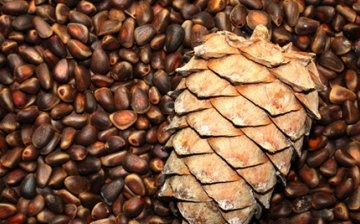 Preparation and stratification of cedar seeds (nuts)