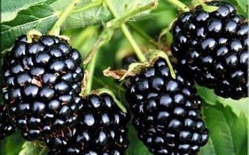 General information about the blackberry