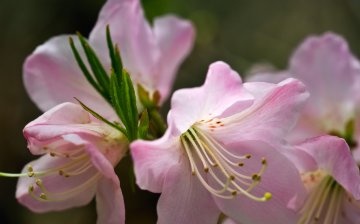 Rhododendron Schlippenbach: description