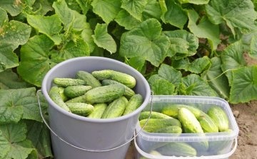 Secrets of a good harvest of cucumbers