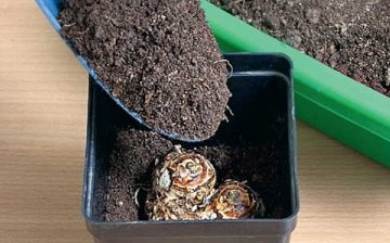 Pot and soil selection