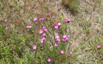 Growing and caring for field carnations