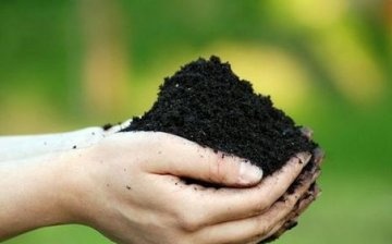 Site selection and soil preparation for planting