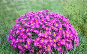 Rules for growing alpine asters