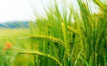 ملامح تناوب المحاصيل في التكنولوجيا الزراعية