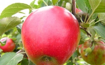 شجرة التفاح شمال سيناب