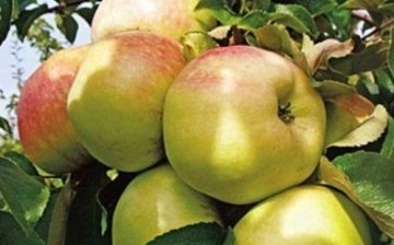 وصف صنف شجرة التفاح Bogatyr