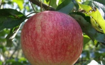Description of the apple tree variety