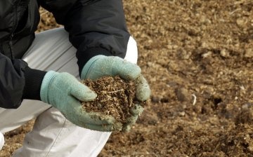 Značajke upotrebe pilećeg gnoja