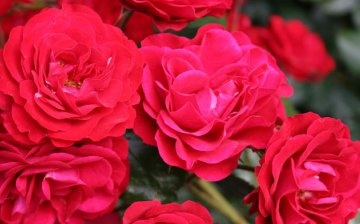 Polyatnova roses