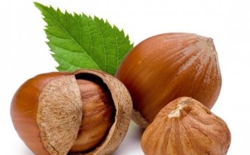 General information about hazelnuts