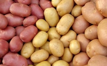 وصف البطاطس من أصناف مختلفة