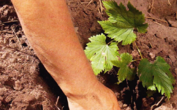 Planting vines: timing and rules