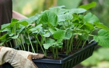 Planting: seeds or seedlings