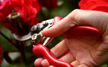 Benefits and timing of pruning roses