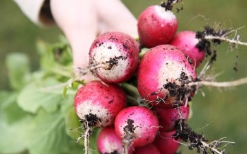 Early maturing radish varieties