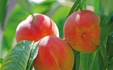 General information about peach
