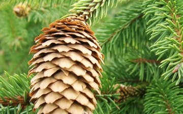 Popis a strukturální vlastnosti vánočního stromku