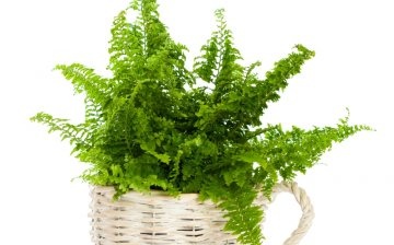 Fern diseases and pests: how to avoid and deal with them