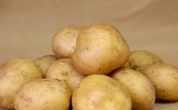 Super early varieties of potatoes