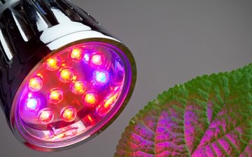 Phyto lamps - specially designed for plants