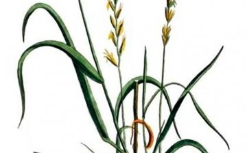 Vlastnosti pšeničné trávy, distribuční zóna