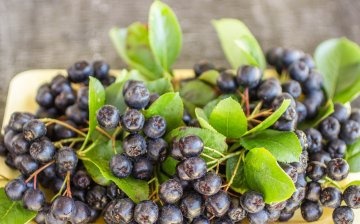 تكوين وفوائد التوت chokeberry