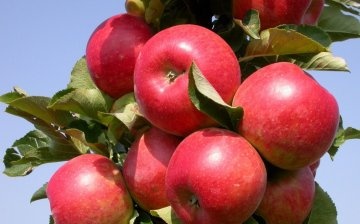 Stablasta stabla jabuka