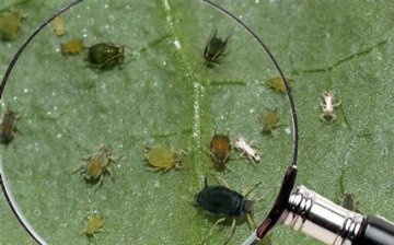 What harm do aphids do to plants?