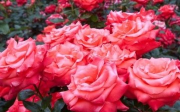 Species variety of roses: the best varieties