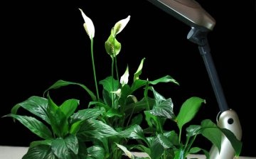 What plants need lighting