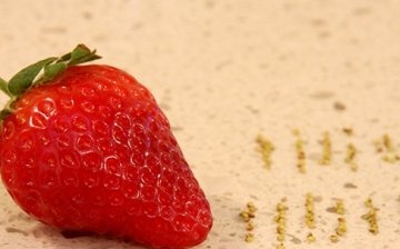 Growing strawberries from seeds
