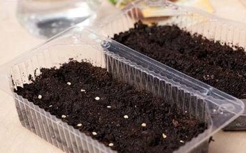 Důležité při pěstování sazenic - načasování a pravidla pro výsadbu semen